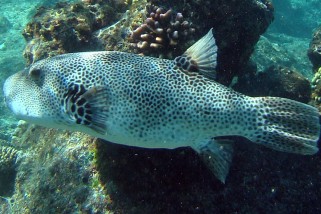 Arothron stellatus - Riesen-Kugelfisch (Schwarzfleckkugelfisch)